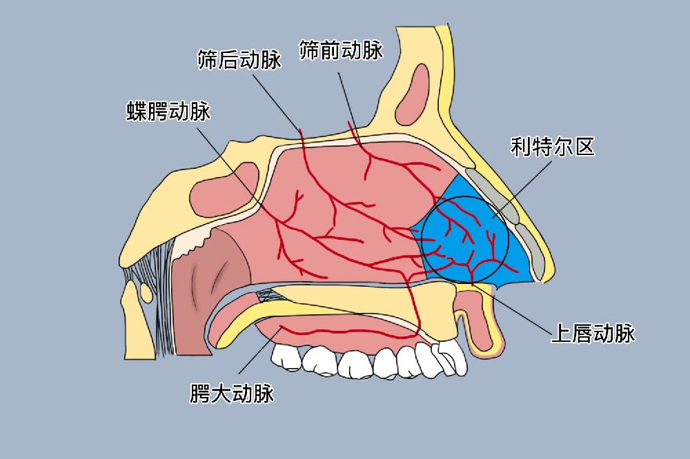 反复鼻出血，不只是 “上火”，找准原因做好预防